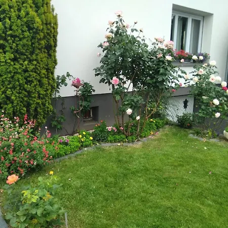 La Rose Beautiful Brand New In Souplex Strasbourg