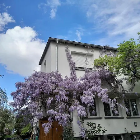 La Rose Beautiful Brand New In Souplex Strasbourg